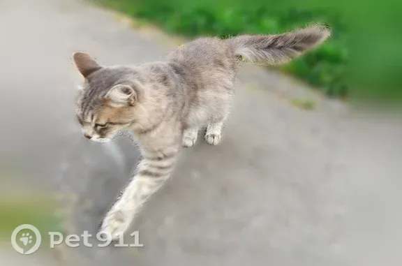 Найдена кошка, Калуга, фото: Найдена кошка, Калуга, Георгия Амелина — пушистая, ласковая