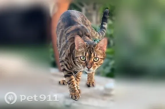 Кошки потеряшки, Омск, фото: Потеряшка кошка, Омск — бенгал, взрослый, кривой кончик хвоста