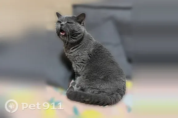 Пропала кошка, Деревня Пучково (г Калуга), Школьная, Калуга — 13 лет, обвисший животик - photo