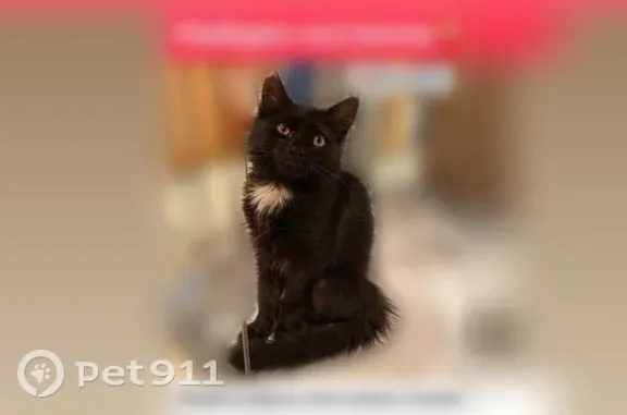 Найдена кошка, Ростов-на-Дону, фото: Найдена кошка, Ростов-на-Дону — котёнок, ищем старых или новых хозяев