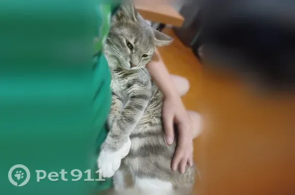 Пропала кошка, Усть-Лабинск, им. Сергия Радонежского, д. 219 — серый с белым окрас, жёлтые точки - photo