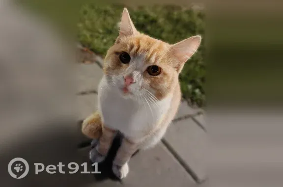 Найдена кошка, Металлплощадка, фото: Найдена кошка, Поселок Металлплощадка, Парковая, д. 18, Металлплощадка — рыжая, с белой грудкой и головкой