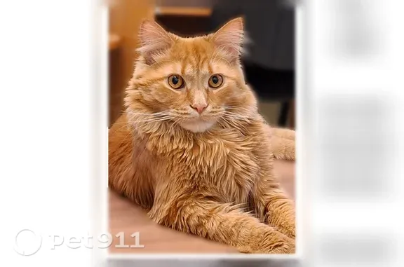 Пропала кошка, Бебеля, д. 172, Екатеринбург — рыжий кот, длинношерстный - photo