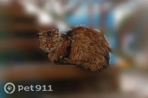 Найдена кошка, Смоленск, фото: Найдена кошка, Смоленск, Шевченко, д. 54 — вся в колтунах, дала себя погладить