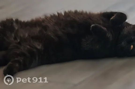 Пропала кошка, Чехов, Уездная, д. 89 — чёрная, крупная, с жёлтыми глазами - photo