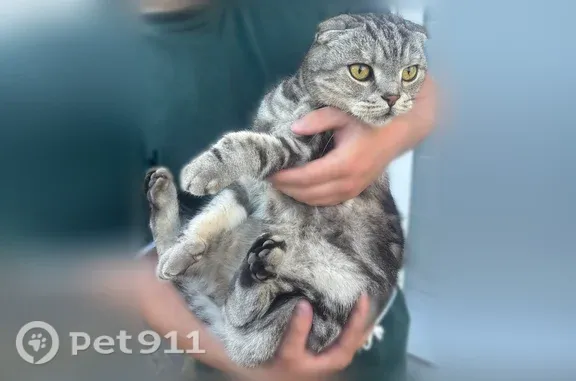 Найдена кошка, Чебоксары, фото: Найдена кошка, Чебоксары, Айзмана, д. 45 — шотландская вислоухая, мальчик, кастрирована