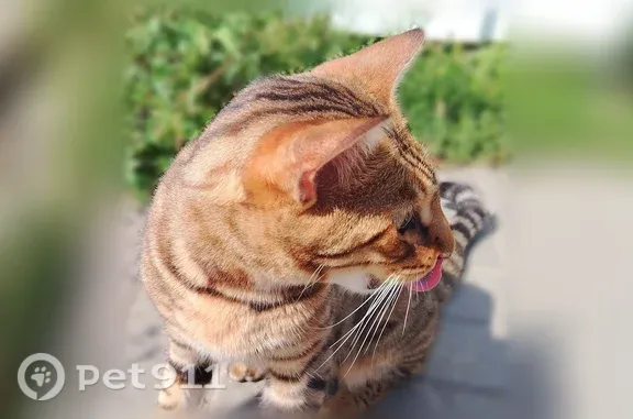 Найдена кошка, Нижний Новгород, фото: Найдена кошка, Мечникова, Нижний Новгород — бенгал, ласковая, красивая
