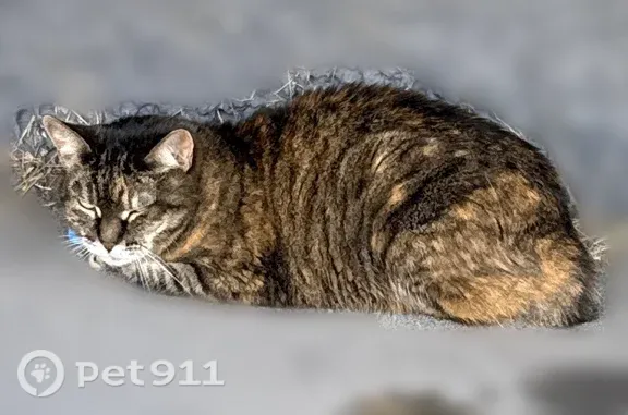 Найдена кошка, Вологда, фото: Найдена кошка, Возрождения, д. 47а, Вологда — сидит под балконом