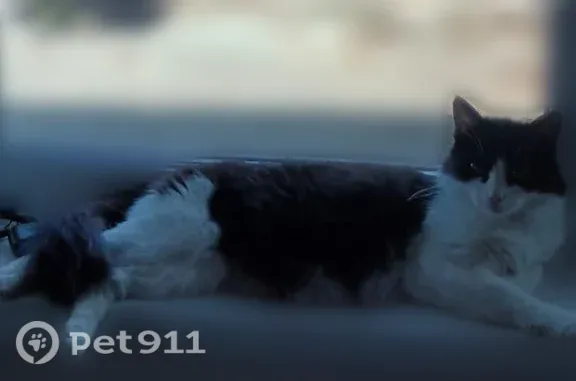 Пропала кошка, Метелёвская, Тюмень — чёрно-белая кошечка Люси - photo