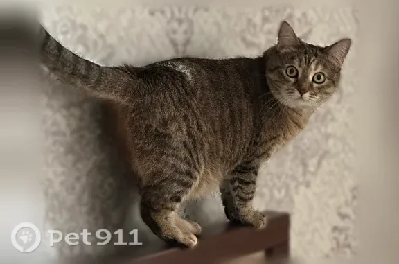 Пропала кошка, Район Ивановское (г Москва), Свободный, д. 11 5, Москва — табби окрас, коричневая с рыжим оттенком - photo