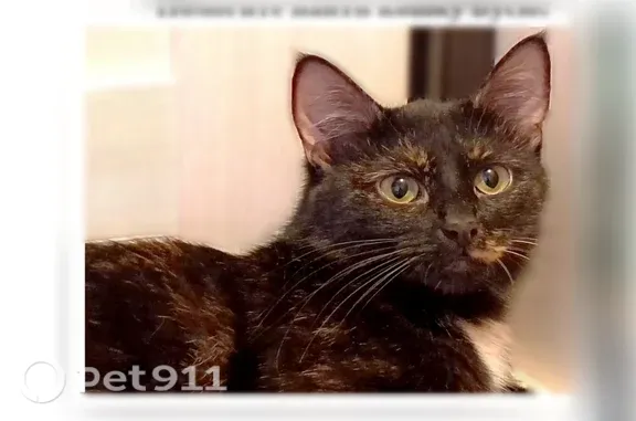 Кошки потеряшки, Йошкар-Ола, фото: Потеряшка кошка, Гайдара, Йошкар-Ола — не совсем ручная, с характером
