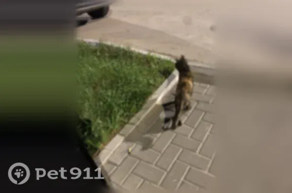 Найдена кошка, Сыктывкар, фото: Найдена кошка, Интернациональная, д. 222, Сыктывкар — трёхцветная, очень сильно мяукает