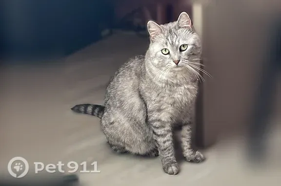 Пропала кошка, Портовая, д. 24, Ярославль — пугливый, вырвался из шлейки - photo