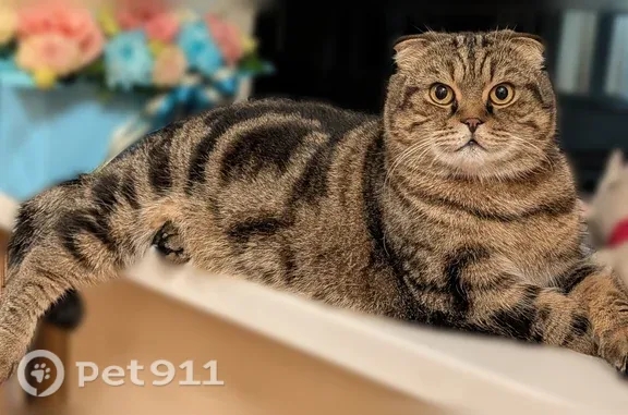 Пропала кошка, Сочи, Гончарова, д. 6/1 — шотландский вислоухий, боится людей - photo