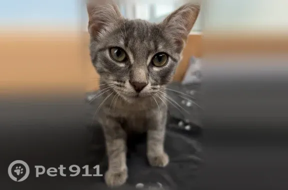 Найдена кошка, Йошкар-Ола, фото: Найдена кошка, Йошкар-Ола — серый котёнок, ласковый и игривый
