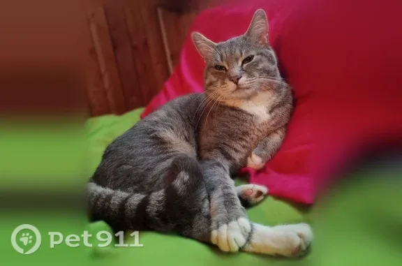 Кошки потеряшки, Ленск, фото: Потеряшка кошка, Ленск — белая грудка, серый в полоску
