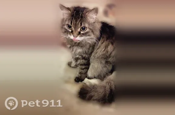 Кошки потеряшки, Яковлево, фото: Потеряшка кошка, Поселок Яковлево, Совхозная, д. 9, Яковлево — пожилая, спокойная, болеет