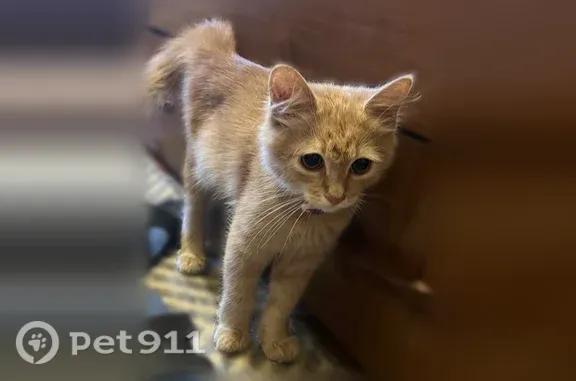 Найдена кошка, Ростов-на-Дону, фото: Найдена кошка, 20-я линия, Ростов-на-Дону — котёнок с ошейником без адресника
