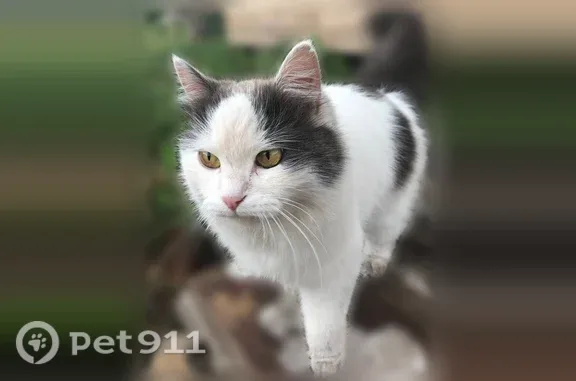 Пропала кошка, Самара, 3-я — пушистая, ласковая, стерилизована - photo