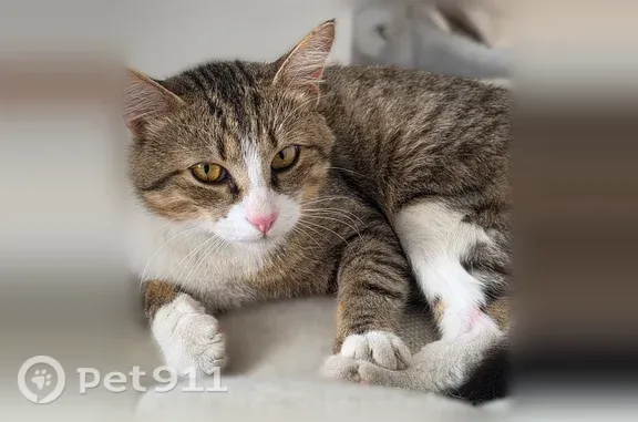 Найдена кошка, Пенза, фото: Найдена кошка, Пенза, Светлая, д. 11 — очень ласковый и нежный мальчик