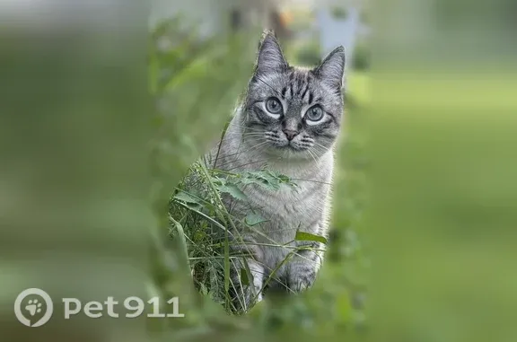 Пропала кошка, Рабочий поселок Маслянино, Возрождения, д. 25, Маслянино — тайской породы, ушел из дома - photo