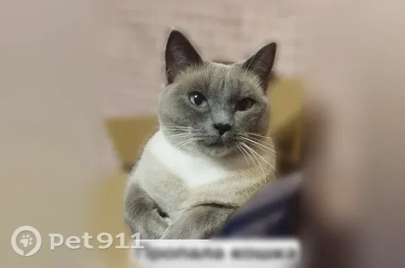 Пропала кошка, Бийск, Ильи Мухачева, д. 133 — серо-белая, с голубыми глазами - photo