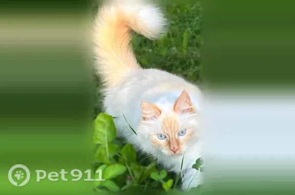 Пропала кошка, Луначарского, д. 40б, Тутаев — белый кот с рыжей головой, лапками и хвостом - photo