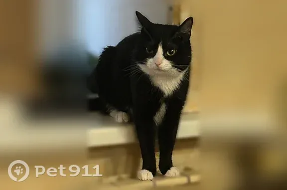 Пропала кошка, Ивана Черных, д. 65, Томск — черный котик, белые отметки на морде и грудке - photo
