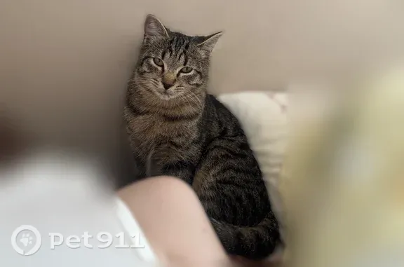 Пропала кошка, Санкт-Петербург, 3-я линия 1-й половины, д. 12 — маленький, 6 месяцев - photo