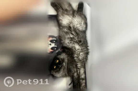 Пропала кошка, Казань, Трудящихся, д. 30 — вислоухая, откликается на Симба - photo