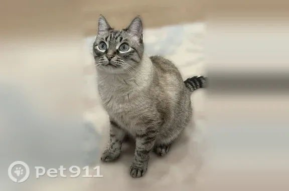 Пропала кошка, Рабочий поселок Маслянино, Возрождения, д. 25, Маслянино — светлый окрас, голубые глаза - photo