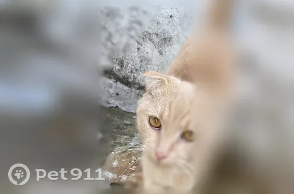 Найдена кошка, Оренбург, фото: Найдена кошка, Бурзянцева, Оренбург — громко мяукает, ухоженная