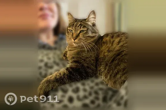 Пропала кошка, Павла Красильникова, д. 93, Иркутск — 15 лет, серебристый жетон в форме рыбки - photo