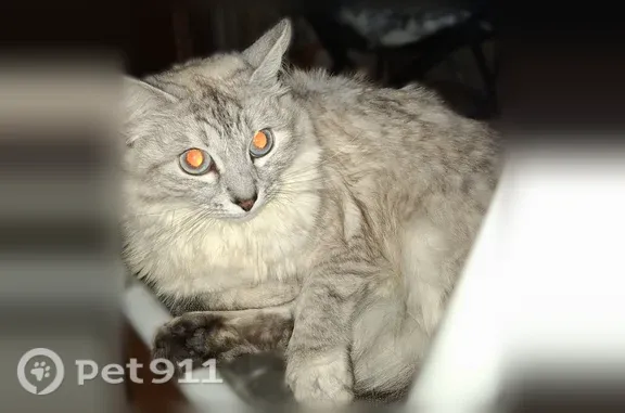 Пропала кошка, Кинель, Мостовая, д. 22а — очень пушистая, с сломанным кончиком хвоста - photo