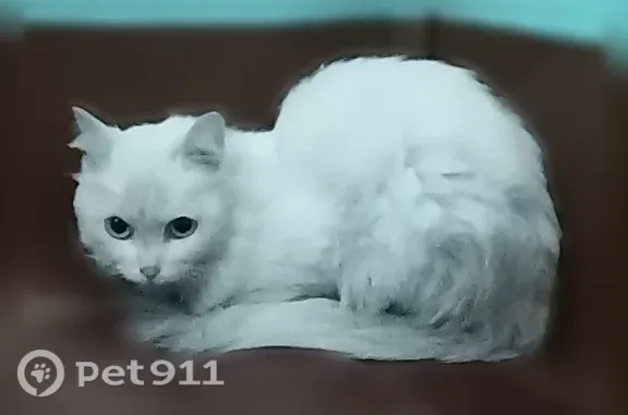 Найдена кошка, Томск, фото: Найдена кошка, Войкова, Томск — белая, пушистая, с чёрным ошейником, в руки не даётся