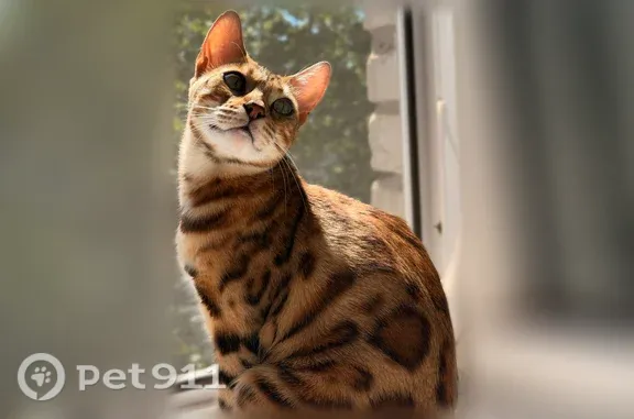 Пропала кошка, Гагарина, д. 75, Балаково — домашняя бенгальская кошка Луна - photo