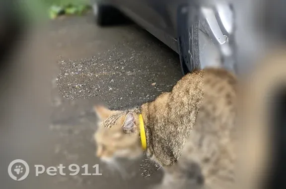 Найдена кошка, Пенза, фото: Найдена кошка, Район Первомайский (г Пенза), Воронова, д. 8, Пенза — с ошейником