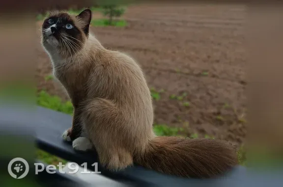 Пропала кошка, Село Филипповское, Земляничная, Филипповское — розовый ошейник - photo