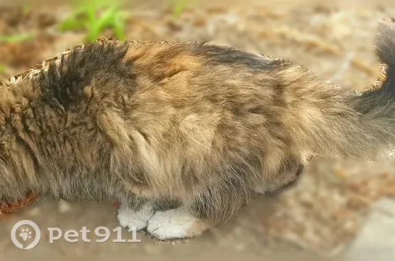 Найдена кошка, Анапа, фото: Найдена кошка, во дворе дома Ленина 178,к1, Анапа — мяучит, возможно, чья-то