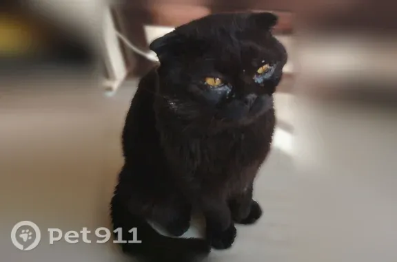 Найдена кошка, Диктора Левитана, д. 1, Владимир — чёрная, шотландец, с ошейником от насекомых - photo