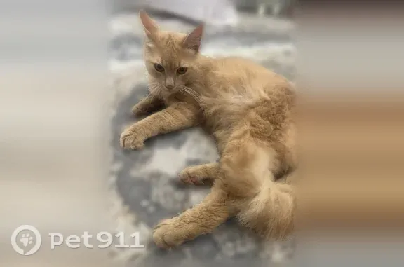 Найдена кошка, Москва, фото: Найдена кошка, Москва, Медынская — пушистая, ласковая, на вид домашняя