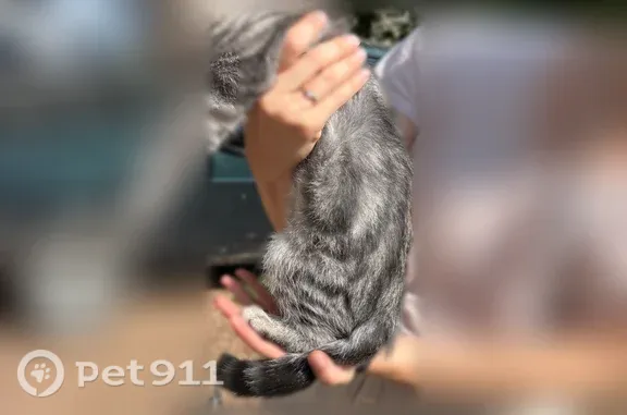 Найдена кошка, Уфа, фото: Найдена кошка, Уфа, Карла Маркса, д. 62/1 — серый полосатый мальчик, очень ласковый