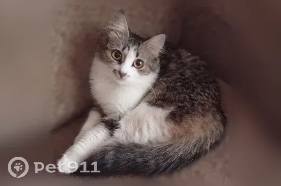 Пропала кошка, Ярославль, Папанина, д. 8 2 — серая, слегка пушистая, с пятнышком у носа - photo