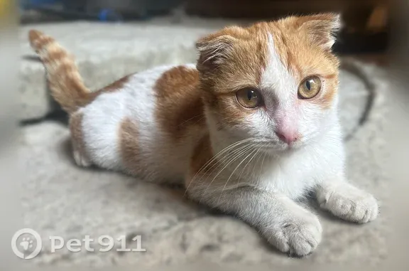 Найденные животные Михайловск, фото: Найдена кошка, Михайловск, Буровиков — приблудился во дворе