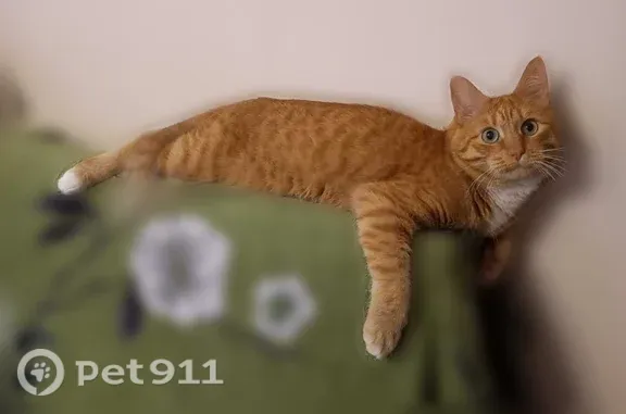 Пропала кошка, Сергиев Посад — рыжий кот - photo