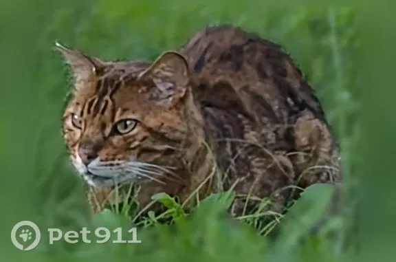 Найдена кошка, Даниловка, фото: Найдена кошка, Деревня Даниловка, Даниловка