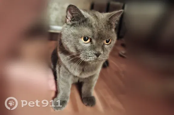 Найдена кошка, Ростов-на-Дону, фото: Найдена кошка, Комарова, д. 9/2, Ростов-на-Дону — шотландка, найдена в подъезде
