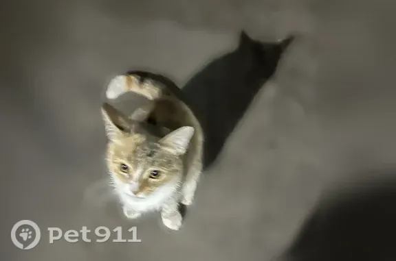 Найдена кошка, Курган, фото: Найдена кошка, 4 микрорайон, возле 5 дома, Курган — под деревом сидит уже 2-й день