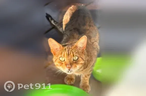 Найдена кошка, Крюково, фото: Найдена кошка, Территория снт Вестфалия (деревня Крюково), Крюково — крупная, предположительно египетская мау