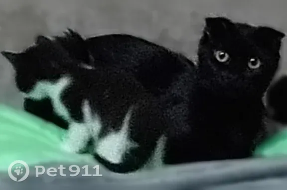 Пропала кошка, 6-й Кирпичный, Иваново — вислоухая, жёлтые глаза - photo